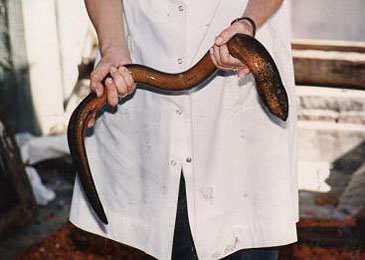 2738_Marbled Swamp Eel_Synbranchus marmoratus.jpg